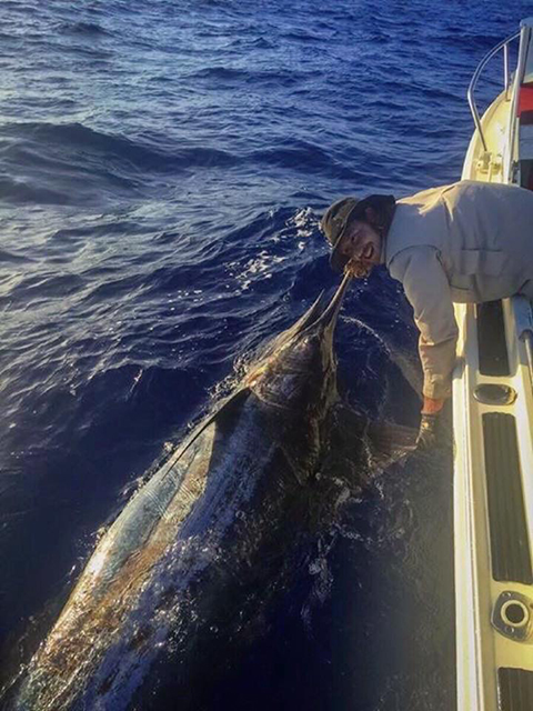 ANGLER: Nate Brejnak SPECIES: Blue Marlin
WEIGHT: Est 350kg LURE: JB Lures Dingo.